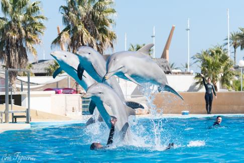 17670-aquopolis-salou-dolphins.jpg