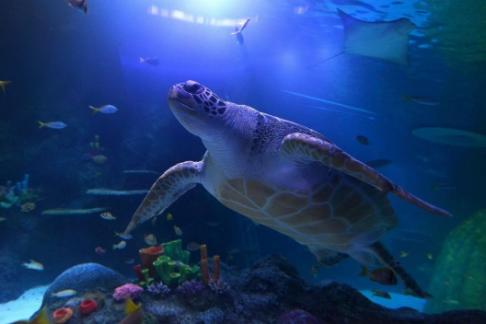 3199-ernie-turtle-sea-life-manchester.jpg