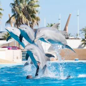 Aquopolis Costa Dorada – Dolphin Experience