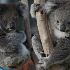 Melbourne Zoo + Melbourne Star