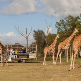 Werribee Open Range Zoo + City Sightseeing – Melbourne