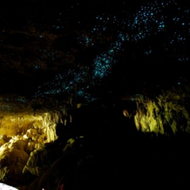 Waitomo Glowworm Caves Tour