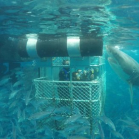 Calypso Star Charters – Swim with the Sealions