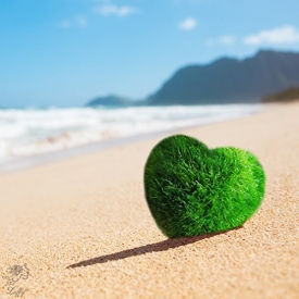 Luffy Heart Marimo – Unique Heart-shaped Rare Live plant that brings good luck, charm & prosperity – Perfect gift for Every Occasion – Win Someone’s Heart today!