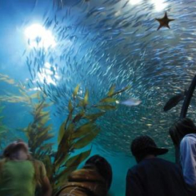 PIER 39 Attraction Pass