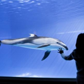 Shedd Aquarium – General Admission + FREE Lyft Trip Credit