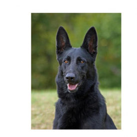 Diamond Painting Diy 5d Black German Shepherd Full Dog Embroidery Square Round Paintings By Number ZP-341